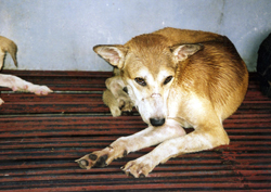 Dog in Philippines